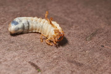 Close-up of the larva of the May beetle (lat. Melolontha). A white, thick larva of a May beetle was...
