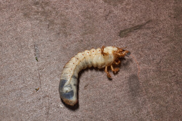 Close-up of the larva of the May beetle (lat. Melolontha). A white, thick larva of a May beetle was found in the ground during work on a garden plot. Detailed image of an insect in the larval stage.