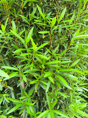 A closeup of Nerium oleander green foliage close-up
