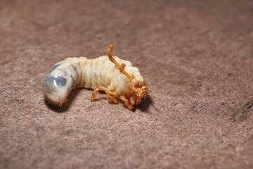 Close-up of the larva of the May beetle (lat. Melolontha). A white, thick larva of a May beetle was found in the ground during work on a garden plot. Detailed image of an insect in the larval stage.