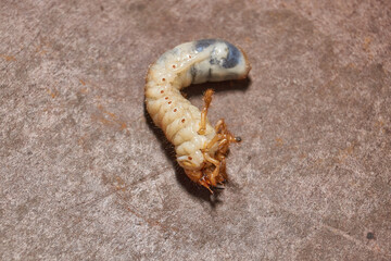 Close-up of the larva of the May beetle (lat. Melolontha). A white, thick larva of a May beetle was found in the ground during work on a garden plot. Detailed image of an insect in the larval stage.