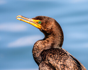 Cormorant portrait