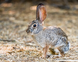 rabbit on the ground