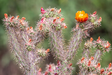 Cholla with a cactus flower