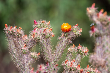 Cholla with cactus flower