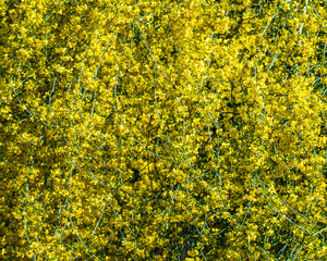 yellow flowers background