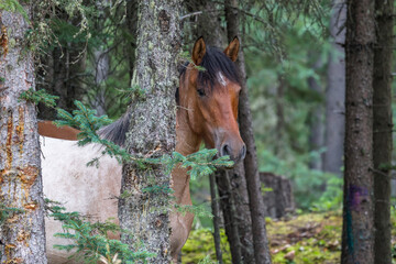 Beautiful Wild horse in Alberta, Canada © Momoe