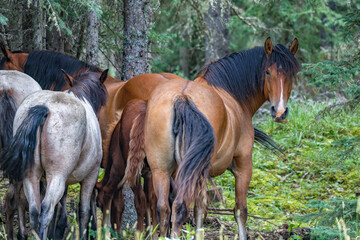 Beautiful Wild horses in Alberta, Canada