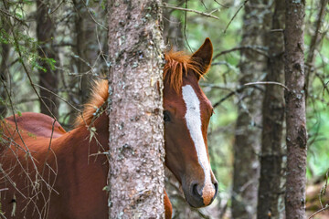 Beautiful young Wild horse in Alberta, Canada