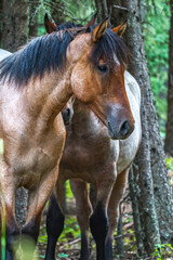 Obraz premium Close up photo of a beautiful Wild horse in Alberta, Canada