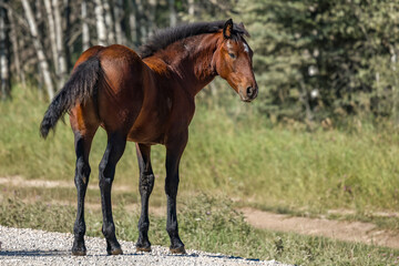 Obraz premium Beautiful young Wild horse in Alberta, Canada