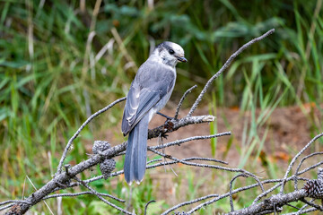 Beautiful Canada Jay posing on a tree branch with fall leaves