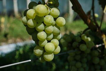 Close-up of ripe green grape clusters growing in vineyard during farm harvest season