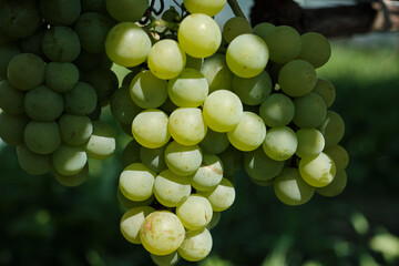 Close-up of ripe green grape clusters growing in vineyard during farm harvest season