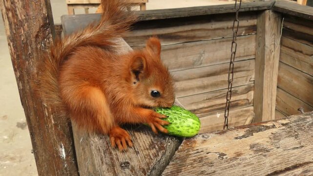 A young wild squirrel eats a cucumber in a city park