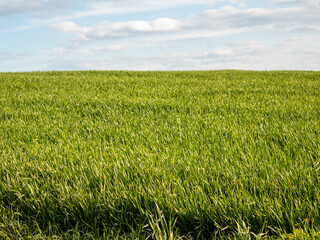 Lush Green Grass Field Dances Under Gentle Clouds in Peaceful Rural Landscape