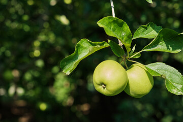 Close-up of ripe apples hanging on tree branch in orchard during harvest season