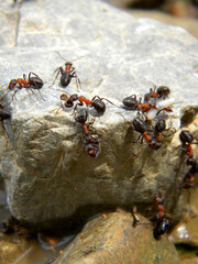 group of ants