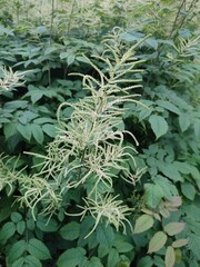 Summer flowers. Aruncus dioicus. Garden plants.