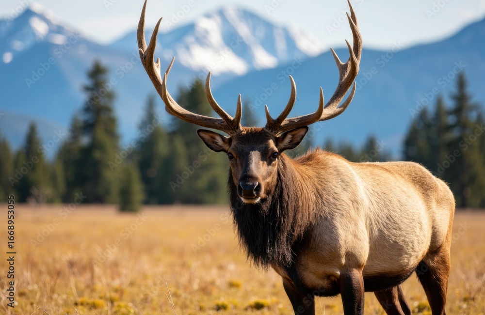 Poster majestic elk standing in open field with mountain backdrop and forest scenery