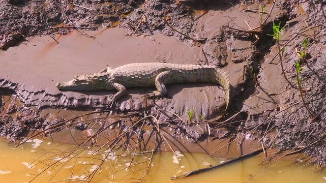 A spectacled caiman lies motionless on a muddy riverbank under warm sunset light, blending with its Amazon habitat in Tambopata, Peru, captured in aerial telephoto.