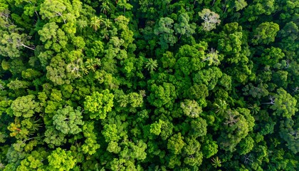 Aerial View of Lush Green Forest Canopy from Above.