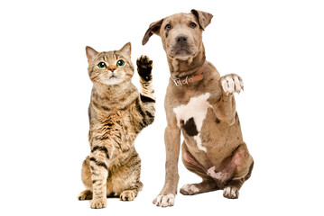 Cute cat Scottish Straight and Pitbull puppy waving paws sitting together isolated on white background