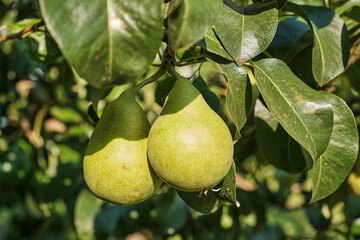 Ripe Pears on Tree Branch in Orchard Harvest Season. Close-up of ripe pears growing on tree branch in orchard during harvest season