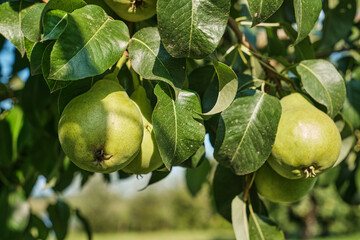 Ripe Pears on Tree Branch in Orchard Harvest Season. Close-up of ripe pears growing on tree branch in orchard during harvest season