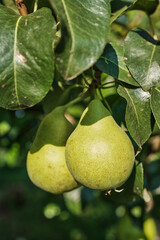 Ripe Pears on Tree Branch in Orchard Harvest Season. Close-up of ripe pears growing on tree branch in orchard during harvest season