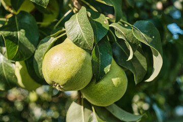 Ripe Pears on Tree Branch in Orchard Harvest Season. Close-up of ripe pears growing on tree branch in orchard during harvest season