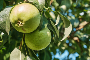 Ripe Pears on Tree Branch in Orchard Harvest Season. Close-up of ripe pears growing on tree branch in orchard during harvest season