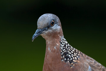 Spotted or Lace-necked Dove (Spilopelia chinensis) on Oahu Island, HI