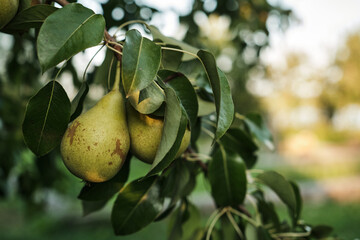 Ripe Pears on Tree Branch in Orchard Harvest Season. Close-up of ripe pears growing on tree branch in orchard during harvest season