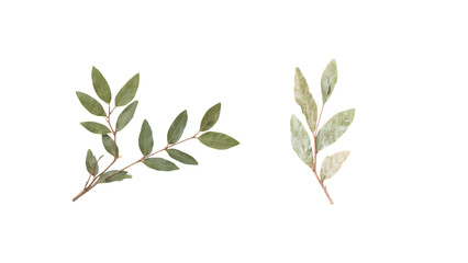 Fototapeta premium Vibrant green leaves and dried foliage sprigs elegantly arranged on a clean white background, perfect for natural beauty and botanical designs.