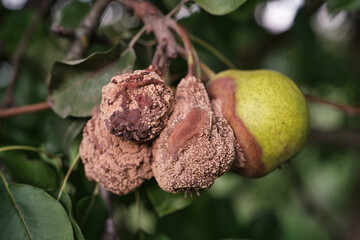 Close-up of decayed pears hanging on tree branch in orchard or garden