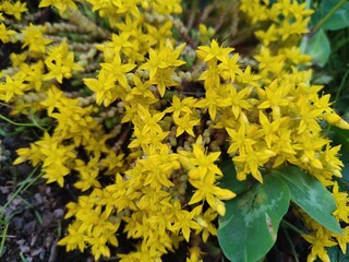 Summer flowers. Sedum acre. Garden plants.