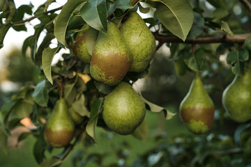 Ripe Pears on Tree Branch in Orchard Harvest Season. Close-up of ripe pears growing on tree branch...