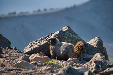 Wild marmot in the mountains