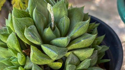 Haworthia retusa Colony. Close-up of a Haworthia retusa colony, a succulent with triangular and...