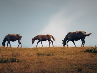 Obraz premium Three Horses Grazing on Hilltop under Clear Sky
