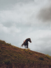 Horse Standing on Hillside with Windblown Tail