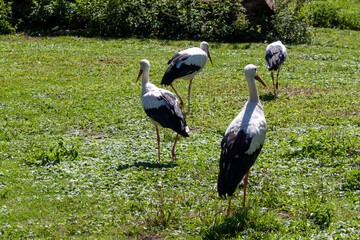 Fototapeta premium A beautiful flock of white storks is gracefully walking and standing in a lush