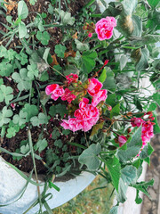 bunch of geranium flower in purple color, specifically a Pelargonium