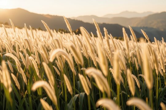 Soft Golden Grass Field at Sunset