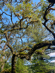 Azores, Portugal Park Tree Moss