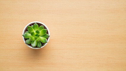 Top view of a green succulent plant in a white pot on a light brown wooden table