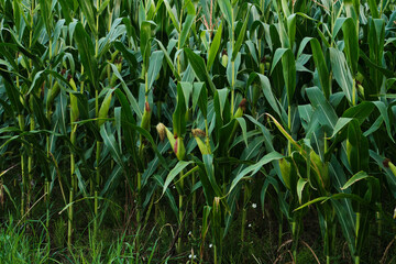 Ripe Corn Cobs on Stalks in Farm Field Harvest.