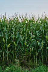 Ripe Corn Cobs on Stalks in Farm Field Harvest.