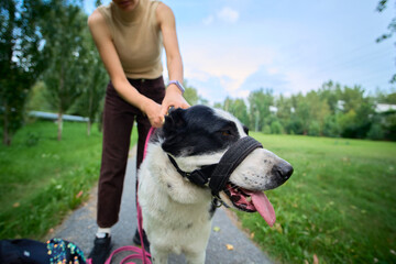 Happy dog enjoys a walk in the park with its owner during a sunny afternoon in the city